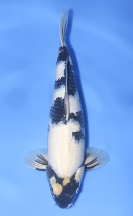 Shiro Utsuri - koi #x1017n025