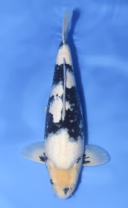 Shiro Utsuri - koi #x1017n026