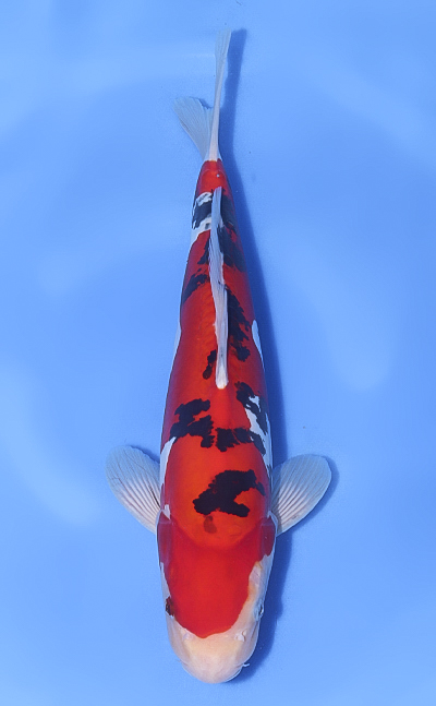 Doitsu Sanke - koi #x1018n006 - Maruhide Koi Farm