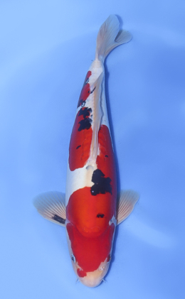 Doitsu Sanke - koi #x1018n007