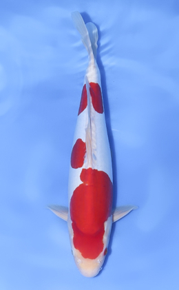 Kohaku - koi #x1018n008