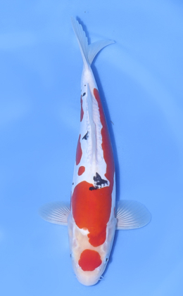 Doitsu Sanke - koi #x1018n010