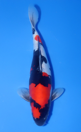 Doitsu Showa - koi #x1020n001