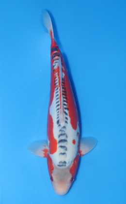 Shusui - koi #x1020n005