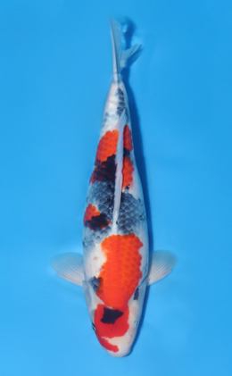 Showa - koi #x1020n008