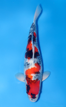 Showa - koi #x1020n009