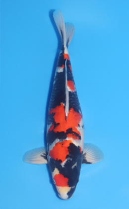 Showa - koi #x1020n010