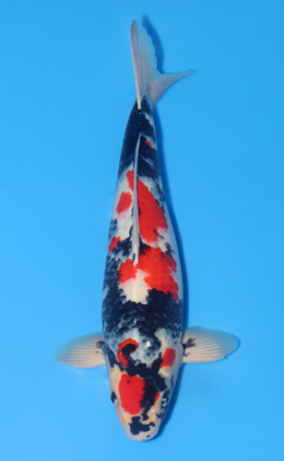 Showa - koi #x1020n011