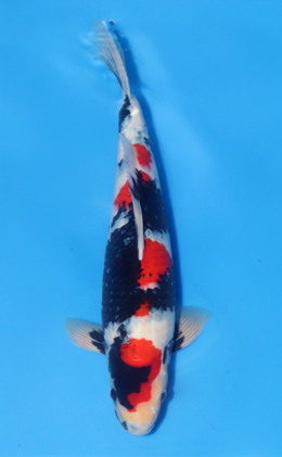 Showa - koi #x1020n012