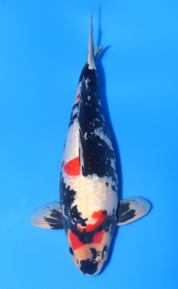 Ginrin Showa - koi #x1020n018