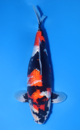 Ginrin Showa - koi #x1020n019