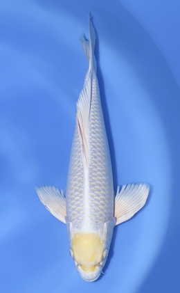 Hirenaga Hariwake - koi #x1021n001