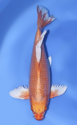 Hirenaga Orange Ogon - koi #x1021n002