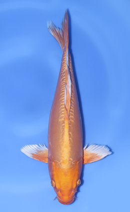 Hirenaga Orange Ogon - koi #x1021n003