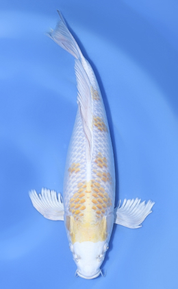 Hirenaga Hariwake - koi #x1021n004