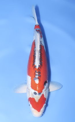 Shusui - koi #x1021n010