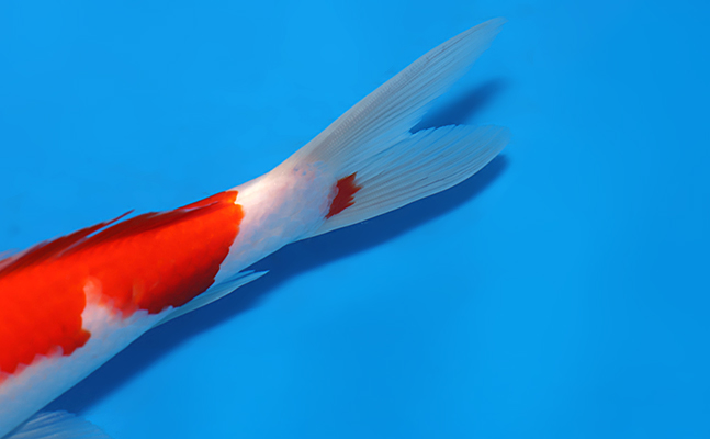 Kohaku Koi - koi #x1022a010 - Marudo Koi Farm