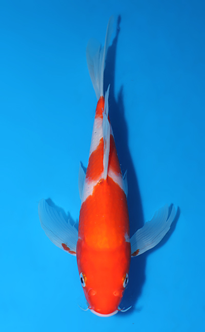 kohaku Singa Kohaku Beloved Edition – Oblotzky Industries