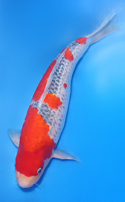 Goshiki - koi #x1022n001 - Side View