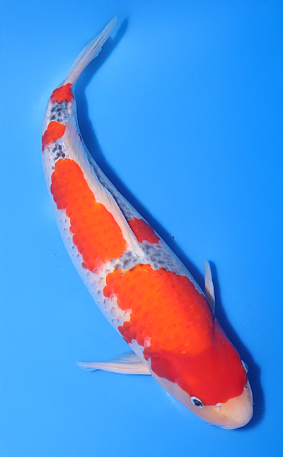 Goshiki - koi #x1022n001 - Image 3