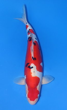 Doitsu Sanke - koi #x1022n002