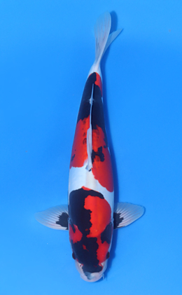 Doitsu Showa - koi #x1022n003