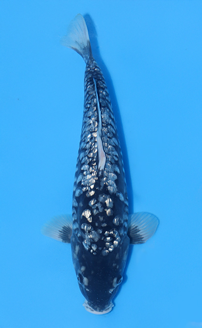 Sold Koi - Kodama Koi Farm