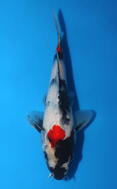 Showa - koi #x1023a043 - Isa Koi Farm