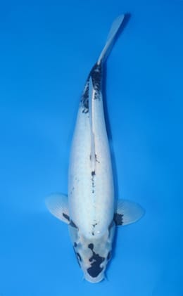 Matsukawabake - koi #x1023n003