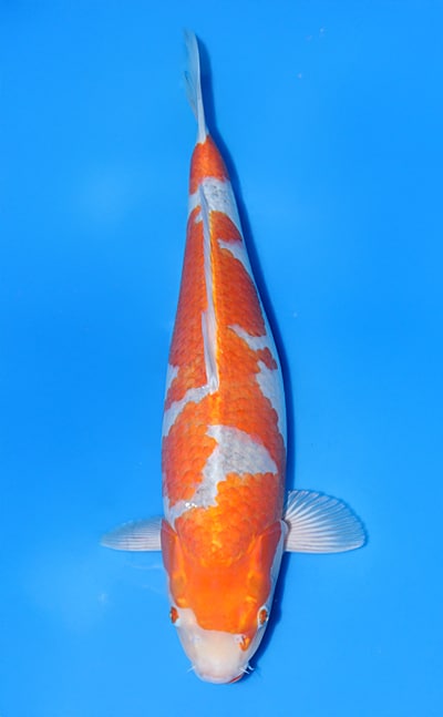 Goshiki Shigure - koi #x1023n009 - Hosokai Koi Farm