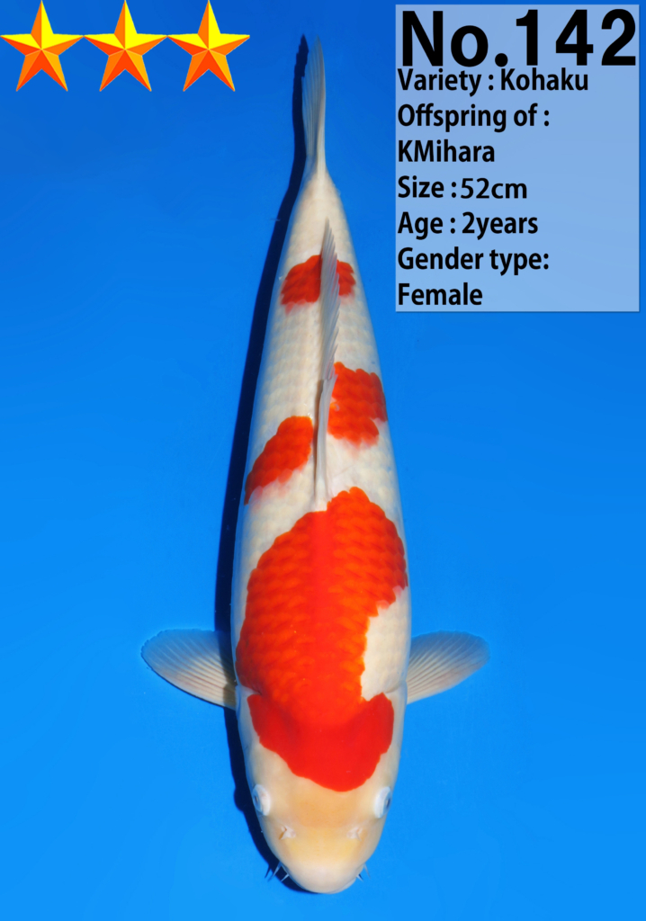 kohaku Kohaku Koi - koi #x1027n002 - Dainichi Koi Farm