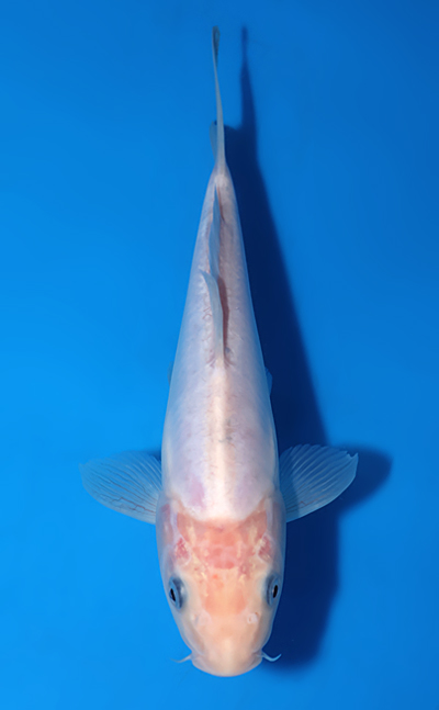 Doitsu Shiro Muji - koi #x1029a043 - Maruhiro Koi Farm