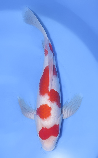 Hirenaga Kohaku - koi #x1029n014 - Suda Koi Farm