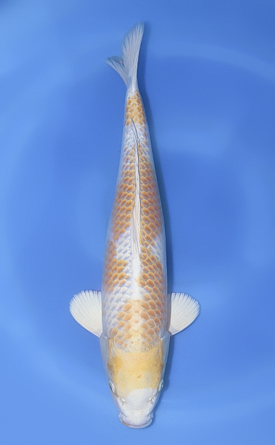 Lemon Hariwake - koi #x1029n016 - Suda Koi Farm