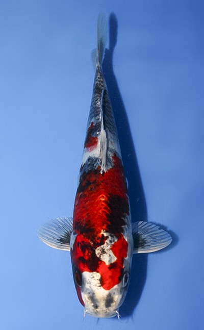 koi様 Kin Showa - koi #x1030a035 - Marusaka Koi Farm