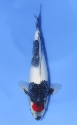 Sekiguchi Koi Farm Archives - Kodama Koi Farm