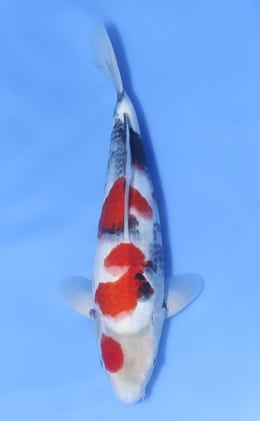 Showa - koi #x1030n012
