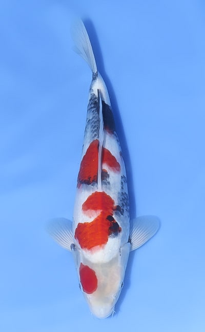 Showa - koi #x1030n012
