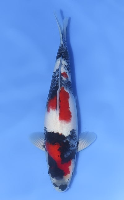 Showa - koi #x1030n013