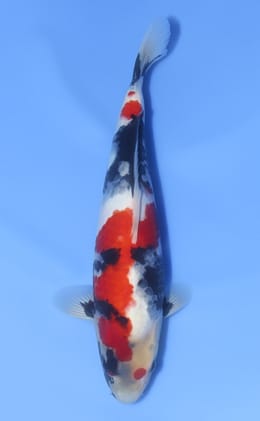 Showa - koi #x1030n014