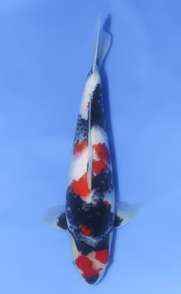Showa - koi #x1030n019