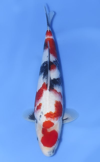 Showa - koi #x1030n021