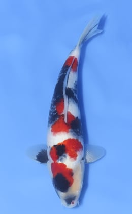 Showa - koi #x1030n025