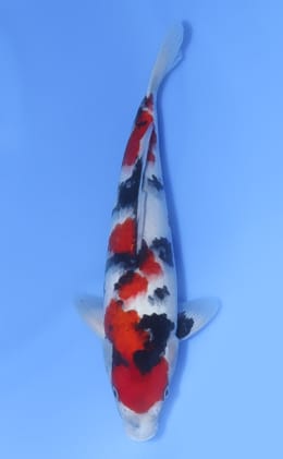 Showa - koi #x1030n026