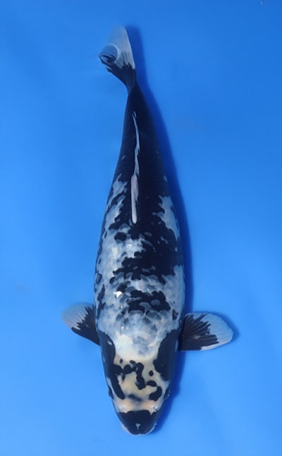 koi様 Matsukawabake - koi #x1031n005 - Suda Koi Farm