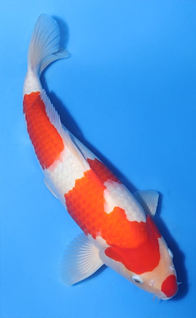 Kohaku - koi #x1031n009 - Murata Koi Farm