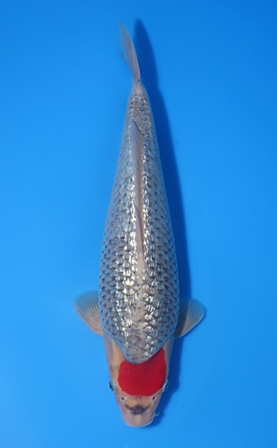 Shop the Best Koi Fish for Sale - Hand-Picked from Japan's Top