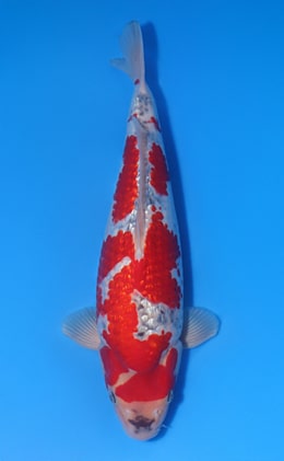 Kawakami Koi Farm Archives - Kodama Koi Farm