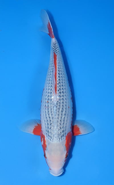 Asagi - koi #x1031n019 - Kawakami Koi Farm