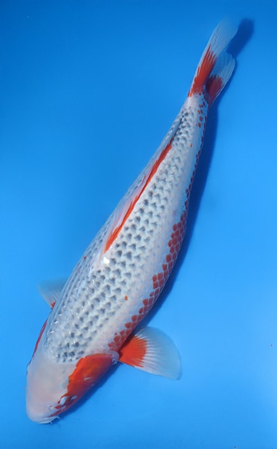 Asagi - koi #x1031n019 - Kawakami Koi Farm